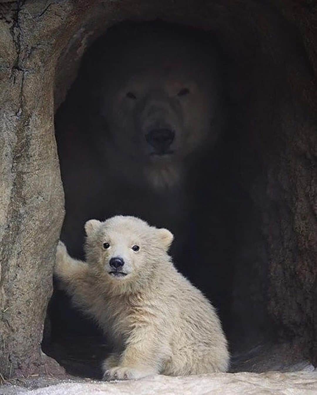 Earth Picsさんのインスタグラム写真 - (Earth PicsInstagram)「Mama polar bear taking care of her baby ❤️❤️❤️ Photo By: Sergey Gladyshev . . . . . . . . #earthpix  #wildlifephotography  #photography  #earth  #travel  #animals  #nature  #naturephotography  #awesome_earthpix #travelblog, #travels, #traveladdict, #travellife, #travelphoto, #travelpics, #traveldiaries, #travelbug, #travelawesome, #travelpic, #travelers, #travelgirl, #traveldiary, #traveldeeper, #travellingthroughtheworld, #travellers, #travelmore,#traveller, #travellersclub,」7月9日 5時33分 - earthpix