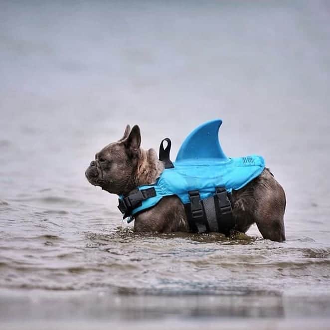 French Bulldogさんのインスタグラム写真 - (French BulldogInstagram)「Good news is that Frenchies can be taught to swim while wearing a life jacket! 🦈🦈🦈 Click the LINK IN  OUR BIO for vast shapes and designs for your lovely pooch 🔝🔝🔝 Ph/ @wildandfrenchie . . . . #frenchie #frenchieoftheday #französischebulldogge#franskbulldog #frenchbulldog #frenchies1 #frenchiepuppy#dog #dogsofinstagram #bully #bulldog #bulldogfrances #フレンチブルドッグ #フレンチブルドッグ #フレブル#frenchbulldogsofinstagram #batpig #buhi #buhigram#buhistagram #swimmingfrenchie #doglifejacket」7月9日 5時53分 - frenchie.world