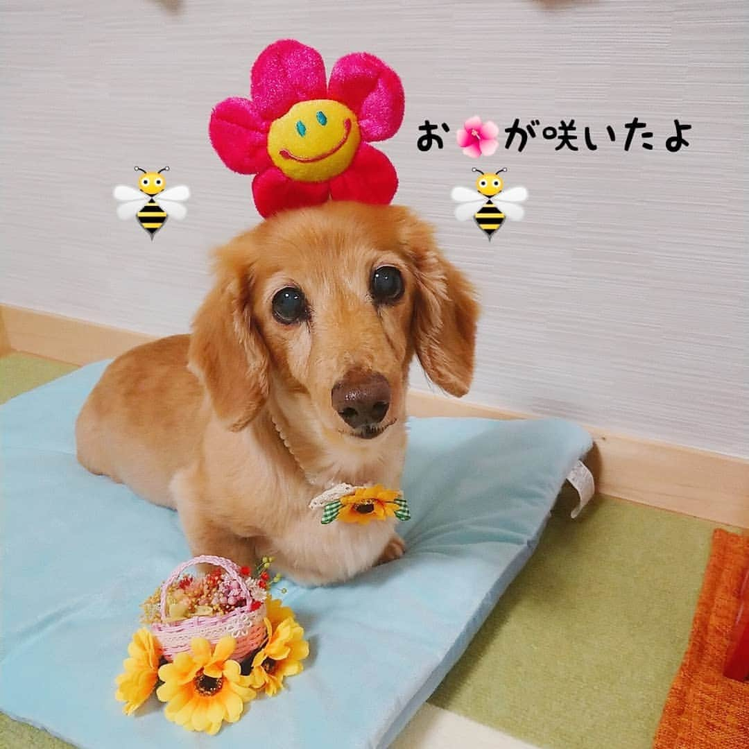 ピックさんのインスタグラム写真 - (ピックInstagram)「おっはよー🌺 、 お花が咲いたよ🌺 ブンブンブン🐝が飛ぶ～🐝 、 #姫ちゃんのひまわりフレンズ 、 今日は❗お花で遊んでみたよ✨ 、 なんとも、Cute🐾💖🎉😘😍 、 #花  #ひまわり  #お花畑 #おはよう  #instadog #ilovedog #dogstagram #west_dog_japan #all_dog_japan #todayswanko #inulog #coolangel #ミニチュアダックス #ミニチュアダックスフンド #イヌスタグラム #いぬすたぐらむ #犬 #だいすき #美容 #ダイエット #いぬドル #かわいい #シニア犬 #14歳 #ピック #モデル犬 #イケワン #わんわん小学校」7月9日 6時01分 - pick09040904