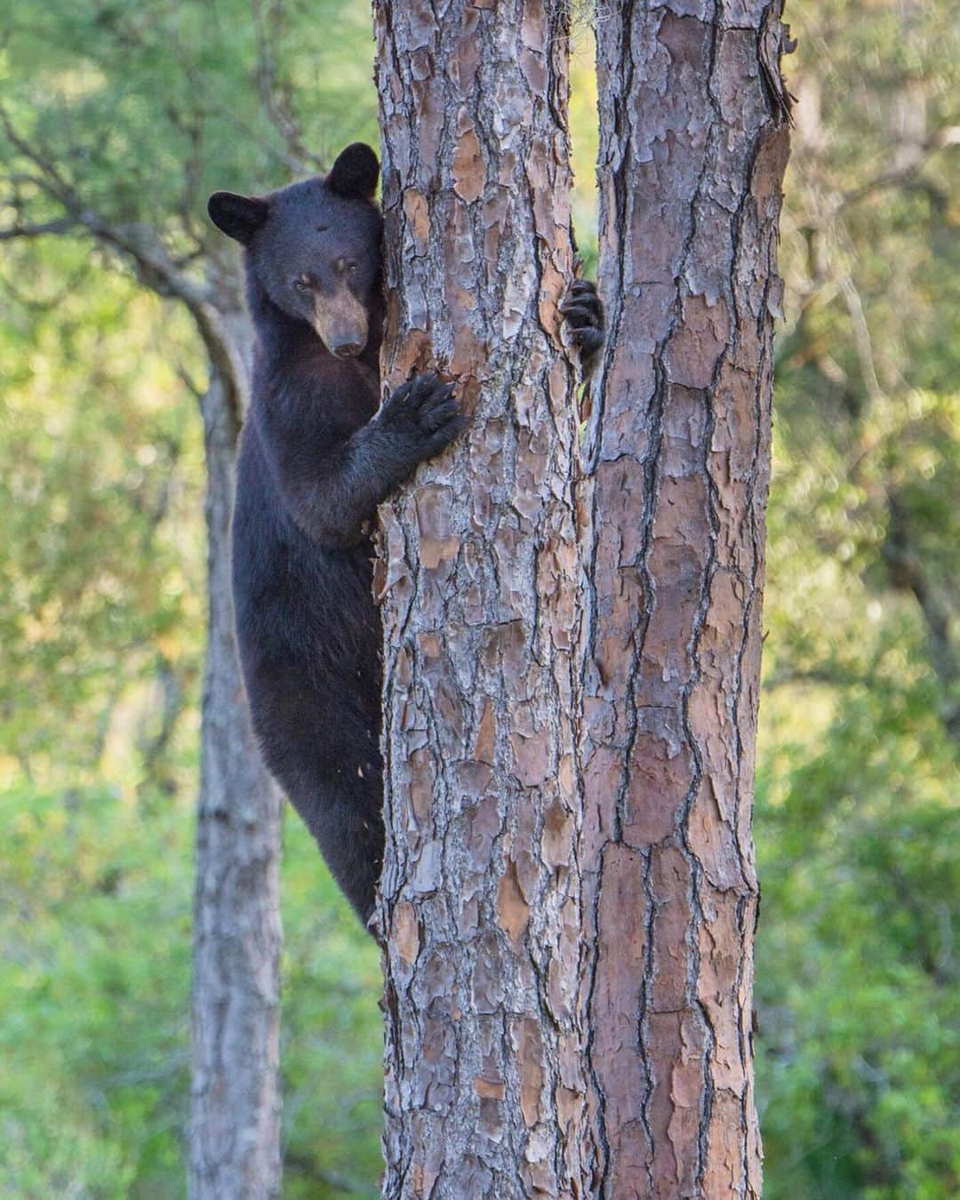 ナショナルジオグラフィックさんのインスタグラム写真 - (ナショナルジオグラフィックInstagram)「Photos by Carlton Ward Jr. @carltonward | I was hanging from a pine tree on a cattle ranch in Highlands County photographing a young Florida black bear in a clearing below, when it suddenly stood up on its back legs, looked around, and then scrambled high into another pine. Then I saw a much bigger male bear was coming down the trail. The young bear stayed draped over the lowest branch, still higher than my tree stand, and patiently waited for the the big bear to move on. Then the little bear slid down the tree and scurried away. Four years before, I was hanging in another pine on an adjacent ranch when my friends were hosting a "bear workshop" at nearby Archbold Biological Station. This was when we first officially proposed the Florida Wildlife Corridor project, based on bear science and the Florida Ecological Greenways Network. The black bears living on the nearby ranches, and their wide landscape movements illuminated by my friends’ research, showed us how we could save wild Florida. Now more than ever, we need to accelerate the pace of conservation to save the statewide Florida Wildlife Corridor for bears, other wildlife and ourselves. Visit @carltonward to see me in my tree stand and a photo the little bear and big bear in the same frame. @fl_wildcorridor @archboldstation #Bear #FloridaWildlifeCorridor #PathofthePanther #FloridaWild #KeepFLWild @ilcp_photographers @natgeoimagecollection」7月9日 6時29分 - natgeo