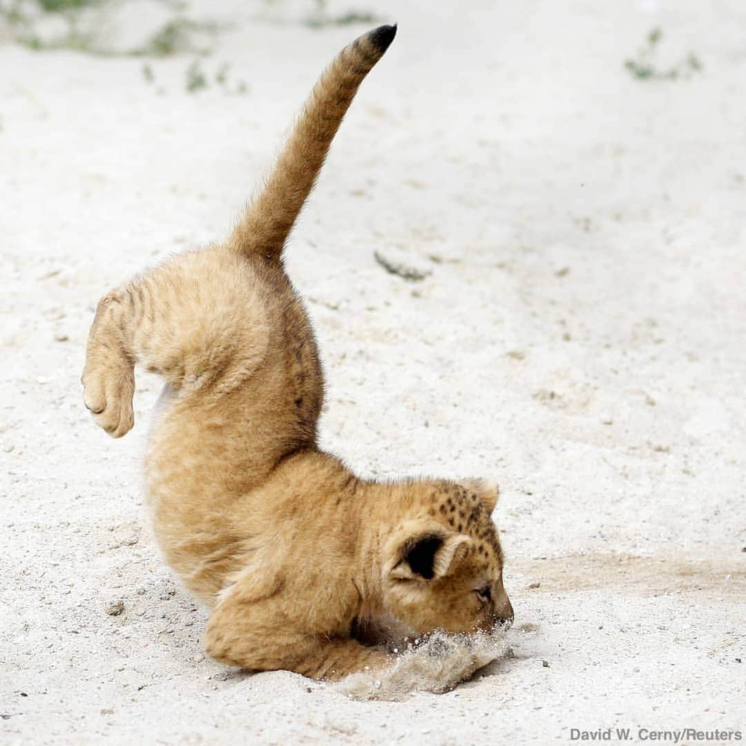 ABC Newsさんのインスタグラム写真 - (ABC NewsInstagram)「A Barbary lion cub, one of two lion cubs recently born in a Czech zoo, practices jumping in its enclosure. #lion #lioncub #zoo #babyanimals #cuteanimals」7月9日 6時32分 - abcnews