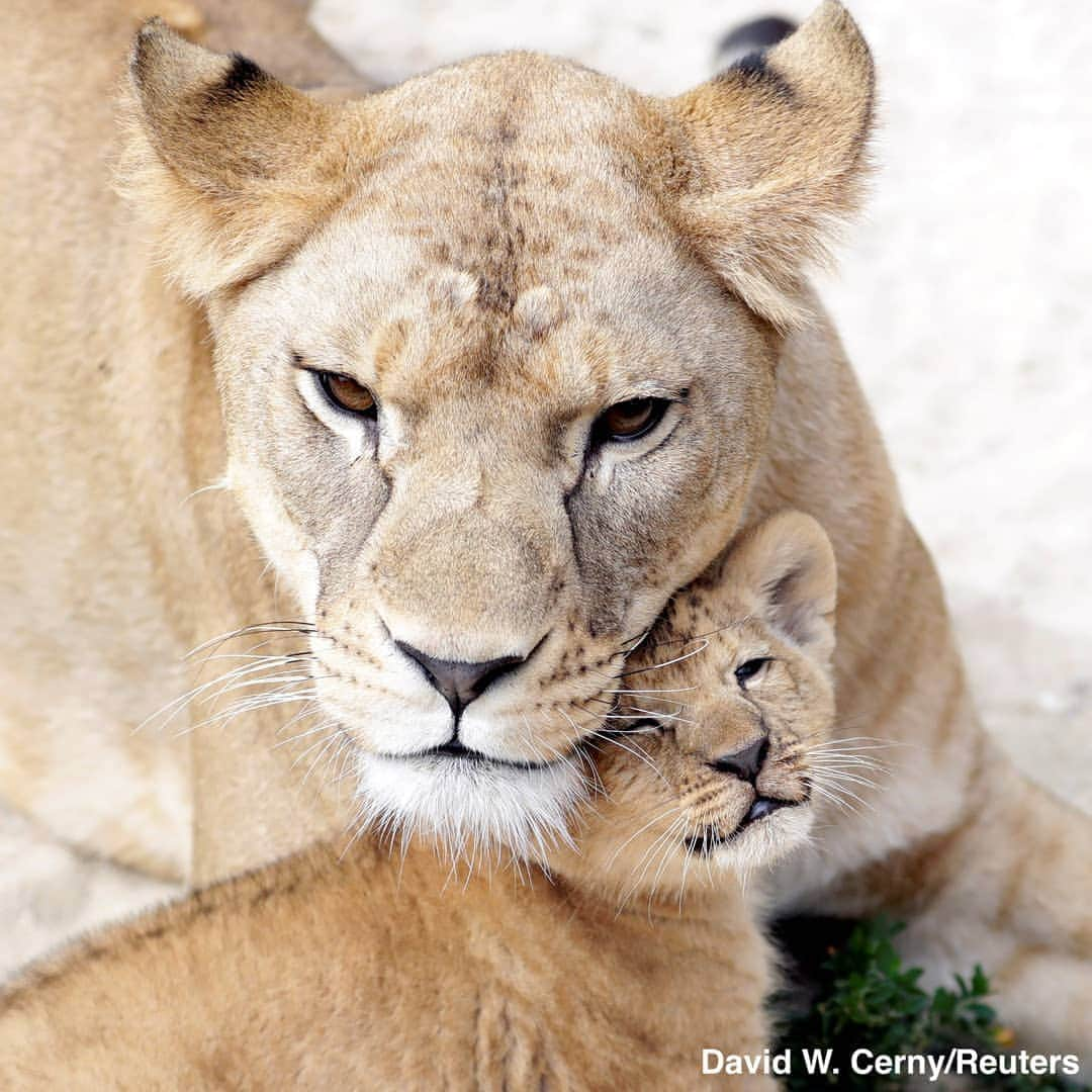 ABC Newsさんのインスタグラム写真 - (ABC NewsInstagram)「A Barbary lion cub, one of two lion cubs recently born in a Czech zoo, practices jumping in its enclosure. #lion #lioncub #zoo #babyanimals #cuteanimals」7月9日 6時32分 - abcnews