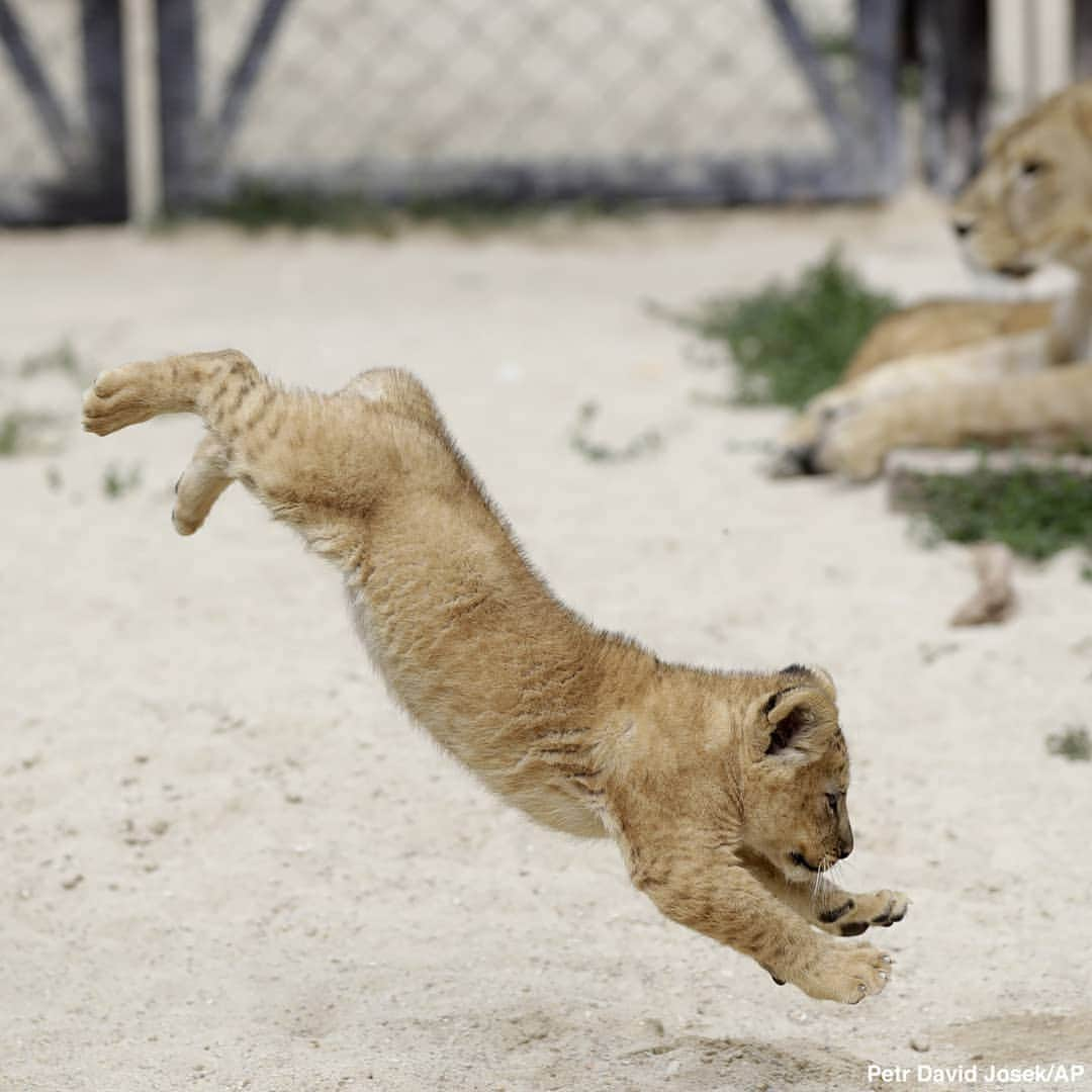 ABC Newsさんのインスタグラム写真 - (ABC NewsInstagram)「A Barbary lion cub, one of two lion cubs recently born in a Czech zoo, practices jumping in its enclosure. #lion #lioncub #zoo #babyanimals #cuteanimals」7月9日 6時32分 - abcnews