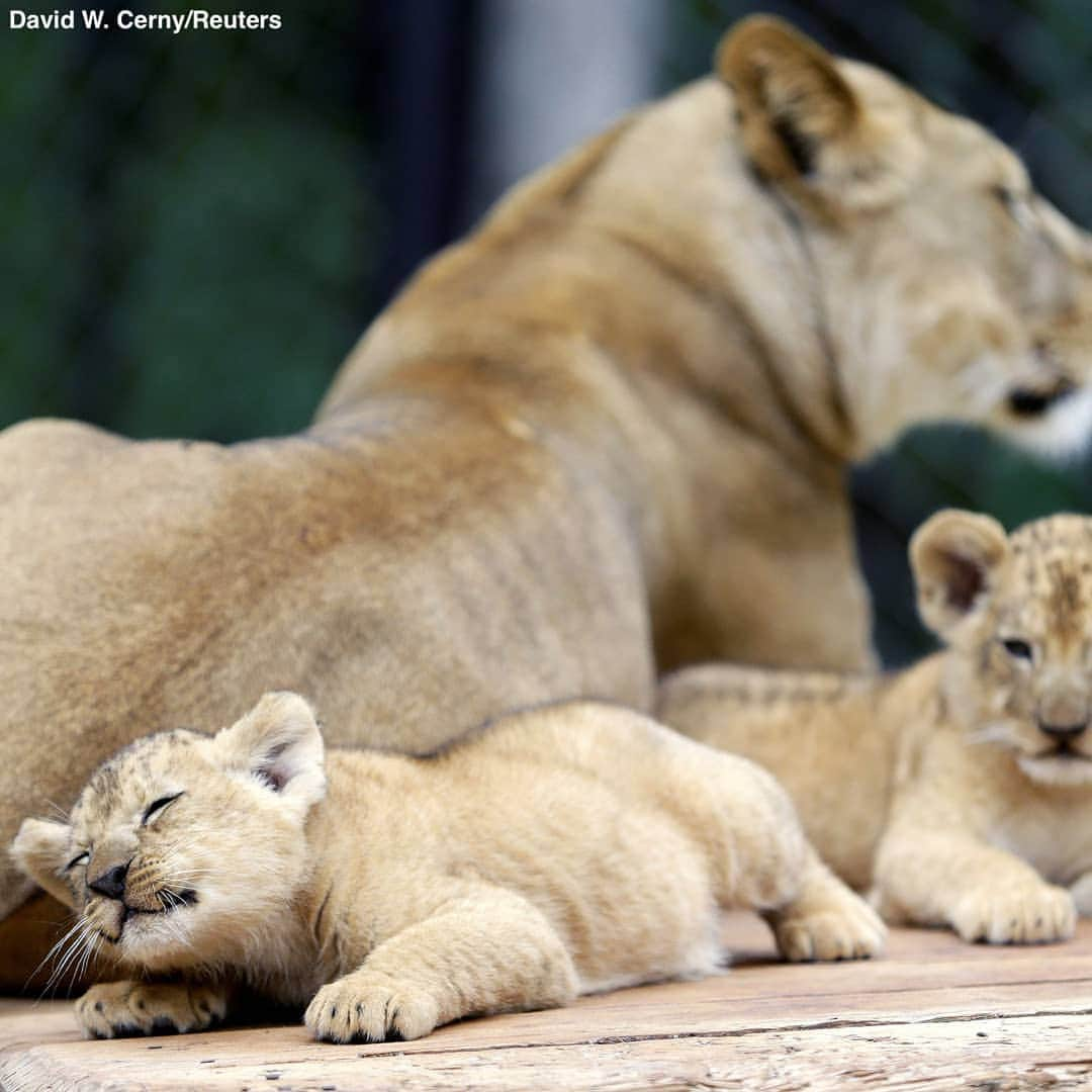 ABC Newsさんのインスタグラム写真 - (ABC NewsInstagram)「A Barbary lion cub, one of two lion cubs recently born in a Czech zoo, practices jumping in its enclosure. #lion #lioncub #zoo #babyanimals #cuteanimals」7月9日 6時32分 - abcnews