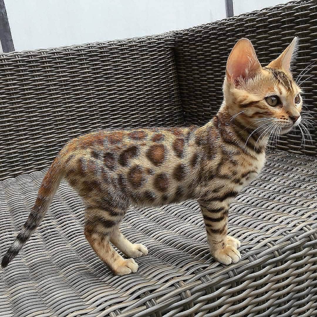 Cute Pets Dogs Catsさんのインスタグラム写真 - (Cute Pets Dogs CatsInstagram)「Have you ever seen bengal kitty?! 😊😻 📩 Submit your cat’s photo to our contest email to be featured! ❤️ . . . ❤ From by @bengalcat_bear  Notification ON 💙  #kittens_of_world and notifications ON to be featured! 😻 #cat #cats #catofinstagram #catoftheday #catlover #catsagram #catlovers #cat_features #catlady #cateye #catholic #catlife #catlove #catsgram #cutecat #cutecats #cutest #meow #kittycat #topcatphoto #kittylove #mycat #instacats #instacat #ilovecat #kitties #gato #kittens #kitten」7月9日 6時38分 - dailycatclub