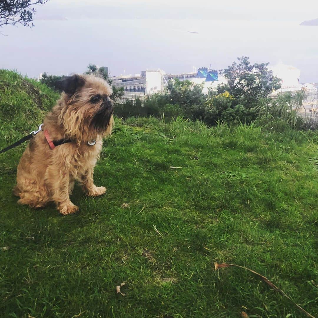 Digby & Aloのインスタグラム：「Took him for a walk to meet mum after work and he just sat because obviously that will make her arrive faster. #obviously」