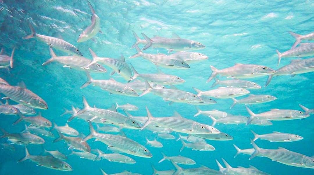 Costa Sunglassesのインスタグラム：「The foundation of a healthy flats fishery. 📷 @flatsbum73 @bonefishtarpontrust #repost @flylords #seewhatsoutthere」