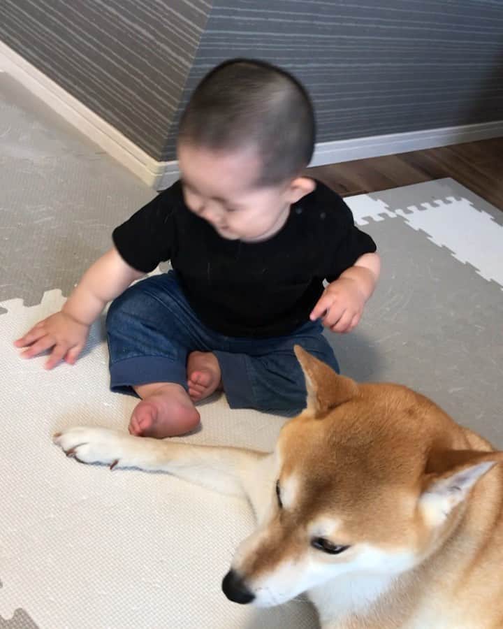 高橋みゆきのインスタグラム：「強めハグハグ👶❤️🐶癒し #頑張れクラ吉 #お兄ちゃんだね」