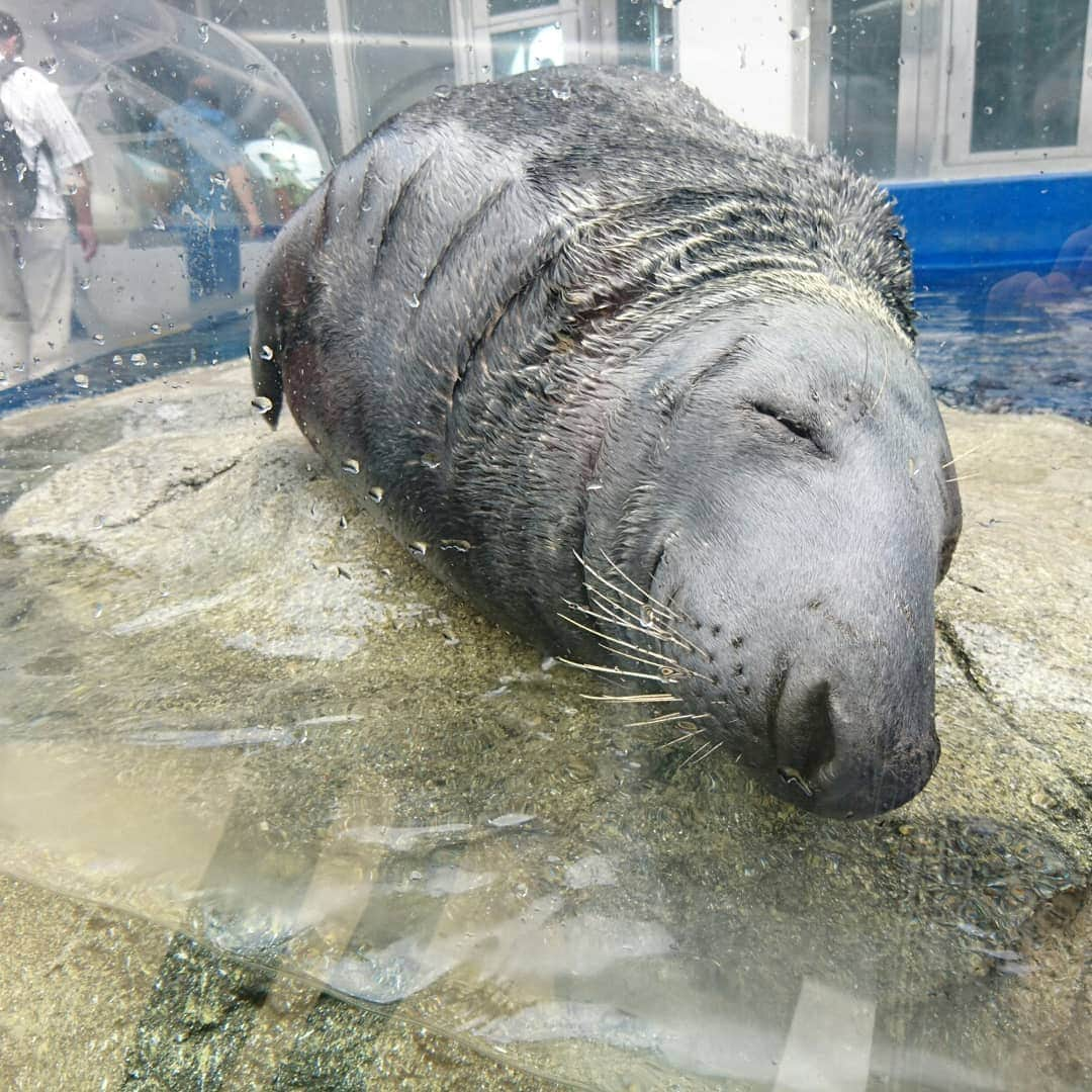 ❃ren❃さんのインスタグラム写真 - (❃ren❃Instagram)「鳥羽水族館続き・・・ こっちゃんみたいに寝るカワウソがいたよ😂😂😂 ＊ #鳥羽水族館#水族館大好き#お出かけ #携帯カメラ」7月8日 22時08分 - ren1008