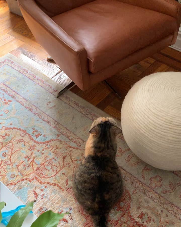 Tinaのインスタグラム：「It’s official, Wheezy pushed George off his new throne. 🤦🏻‍♀️😹 p.s. Wait until the end to see George’s new spot.」