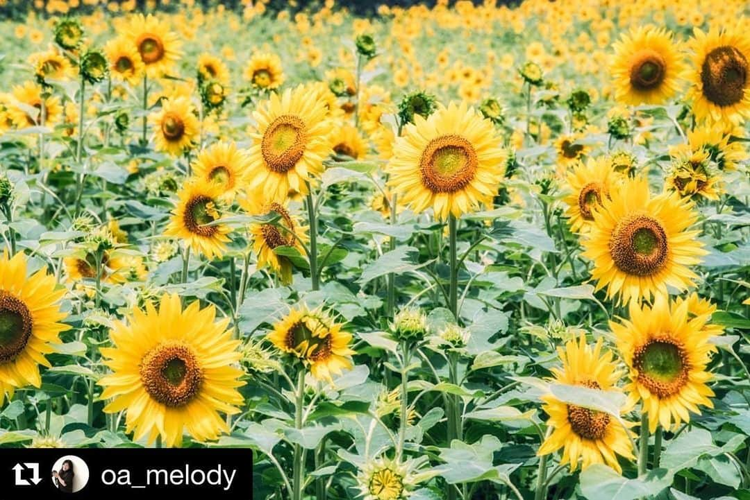 Gero City【下呂市公式アカウント】さんのインスタグラム写真 - (Gero City【下呂市公式アカウント】Instagram)「#Repost @oa_melody with @get_repost ・・・ 天気も良くて今が見頃🌻  #ひまわり  #ひまわり畑  #向日葵 #岐阜県 #下呂市 #まつり #夏 #岐阜県インスタ部 #下呂アンバサダー #夏休み #なつやすみ #写真好きな人と繋がりたい #はなまっぷ #ig_japan #igersjp #love_nippon #loves_nippon #bestjapanpics #as_archive #sunflower  #ig_flowers #japan_of_insta #ほのぼの #gerostagram」7月8日 22時20分 - gerostagram