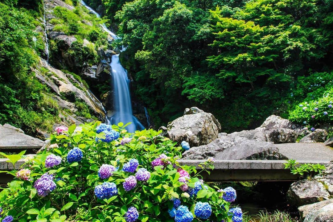 THE GATEさんのインスタグラム写真 - (THE GATEInstagram)「【Follow us! @thegate_japan】THE GATE is a website for all journeys in Japan. Follow @thegate_japan for japan travel inspiration! . Mikaeri Falls(#見帰りの滝) locates in the city of Karatsu in #Saga prefecture(#佐賀). This waterfall has an elevation difference of 100 meters, which is the highest in the #Kyushu (#九州) region. . The area around the falls is decorated with #hydrangeas(#紫陽花). They were planted by the people of the town of #Ouchi(#相知), which is where waterfall locates. In June, you can witness the hydrangeas come into full bloom. . The waterfalls are lit up after sunset and offer a romantic view. Near Mikaeri Falls, you can find Niji no Matsubara pine grove,(#虹の松原) which is one of Japan’s top three pine groves. . #Japan #thegate_japan #travel #exploring #thegate #thegate_hydrangeas #visitjapan #sightseeing #ilovejapan #triptojapan #scenery #vacation #holiday #travelphotography #japaneseview #hydrangeas #temple #japanesetemple #flowers」7月8日 22時36分 - thegate_travel
