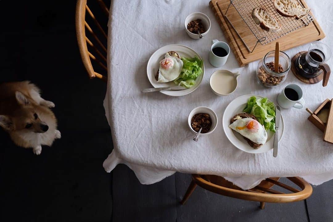 maggydaisyのインスタグラム：「_  モアちゃんも参加してます。  連投すみません！  #maggydaisy20190708 #breakfast #朝ごはん#onthetable #corgi #コーギー #犬のいる暮らし #里親 #濱岡健太郎」