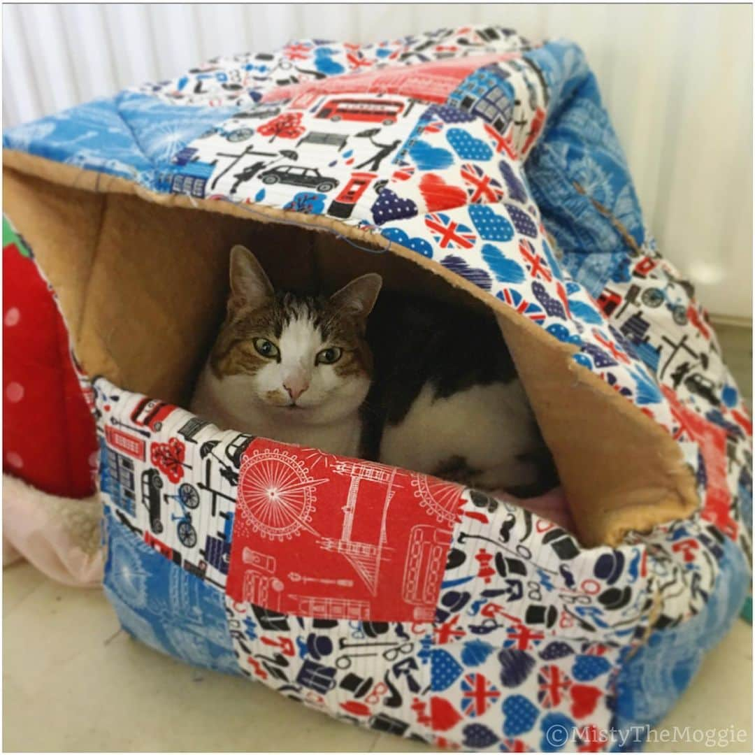 Misty The Moggieさんのインスタグラム写真 - (Misty The MoggieInstagram)「Sometimes, I sleep in the bed cube that my human made for me, as a present, when I don’t fancy the strawberry 😎🍓」7月8日 22時56分 - mistythemoggie