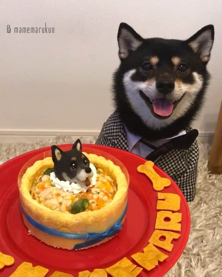 まめ丸のインスタグラム：「* * 今年はお誕生日に ぼくがのってるケーキ🍰かってもらったよ🐶💓 うれしいーにてるかな⁉️ * My birthday cake🐶💓 #birthdaycake * #じゃがいもでできてるんだって #すごいよね🐶❣️ このケーキはハイライトの #楽天roomに載せてます * #柴犬#豆柴#柴#黒柴#犬#ふわもこ部#shiba#shibainu#shibastagram#shibadog#puppy#instadog#dogstagram#dog#instashiba#petstagram#pet#cutepetclub#강아지#멍스타그램#doglover#ilovemydog#weeklyfluff#roomインフルエンサー」