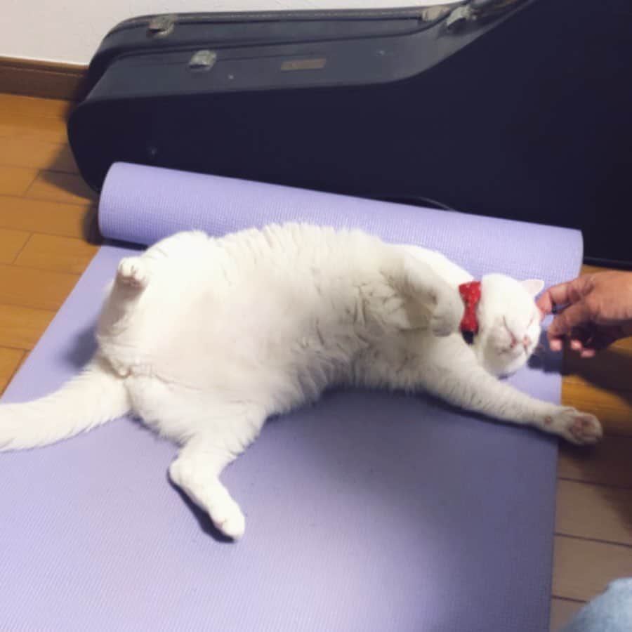 のインスタグラム：「お父ちゃんに撫でられて至福だにゃー  夢の入り口にゃー  #goodnight」