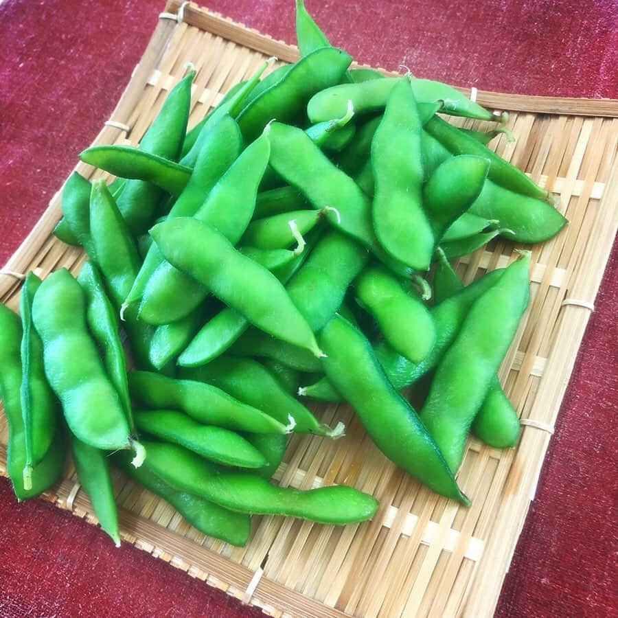 飯野詩帆さんのインスタグラム写真 - (飯野詩帆Instagram)「きょうは小学生が 枝豆の収穫体験をするということで ニュースの取材に行ってきました🌿 ・ カメラと三脚を持って ひとりで取材に行ったのですが、 実は先週、ロケでお邪魔しています（笑） ・ 今月2回目の塩野商店さん そして天狗印枝豆👺 ・ 普通の枝豆とは一味違いました🤤💓 今年はいっぱい枝豆食べよう〜🍴 ・ ・ ビジネスジャーナルでは ロックハート城の回と同じ回に放送します。 ・ 【ビジネスジャーナル】 放送日：7月19日(金)22:00〜22:30 再放送日：21日(日)9:00〜9:30、23日(火)12:30〜13:00 ・ ・ #群馬テレビ #3ch #沼田市 #塩野商店 #枝豆 #天狗印枝豆 #ブランド枝豆 #高級 #手が止まらない #ハマりそう #夏は #枝豆とビール🍺笑」7月8日 23時57分 - shiho.1180