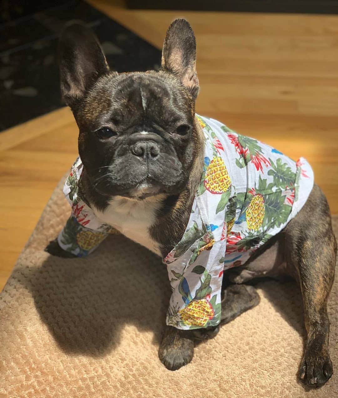 French Bulldogさんのインスタグラム写真 - (French BulldogInstagram)「When you put on your summer clothes and start thinking about all the things you ate during the winter 😁 Get your Hawaiian Shirts in our store 🔝🔝🔝 @farleyandmurray . . . . . #frenchie #frenchieoftheday #französischebulldogge#franskbulldog #frenchbulldog #frenchies1 #frenchiepuppy#dog #dogsofinstagram #bully #bulldog #bulldogfrances #フレンチブルドッグ #フレンチブルドッグ #フレブル#frenchbulldogsofinstagram #batpig #buhi #buhigram#buhistagram」7月8日 23時59分 - frenchie.world