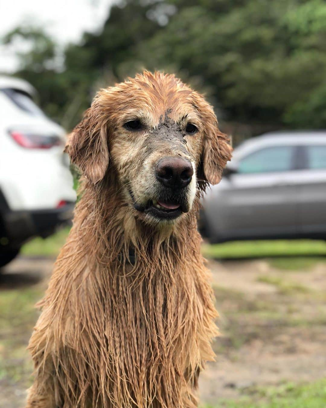 Bobさんのインスタグラム写真 - (BobInstagram)「E está chegando mais uma edição do Estancia Pet no @estancia.oficial  Dia 14/07! Garanta já  seu ingresso no site no Estância! Quem aí vai?! \o/🐾 . . #estanciapet #estanciaaltodaserra #eventopet #petfriendly #arraiau #arraiaupet #vejasp #saopaulo #dogs #dogsofinstagram #pets」7月9日 0時12分 - bob_marley_goldenretriever