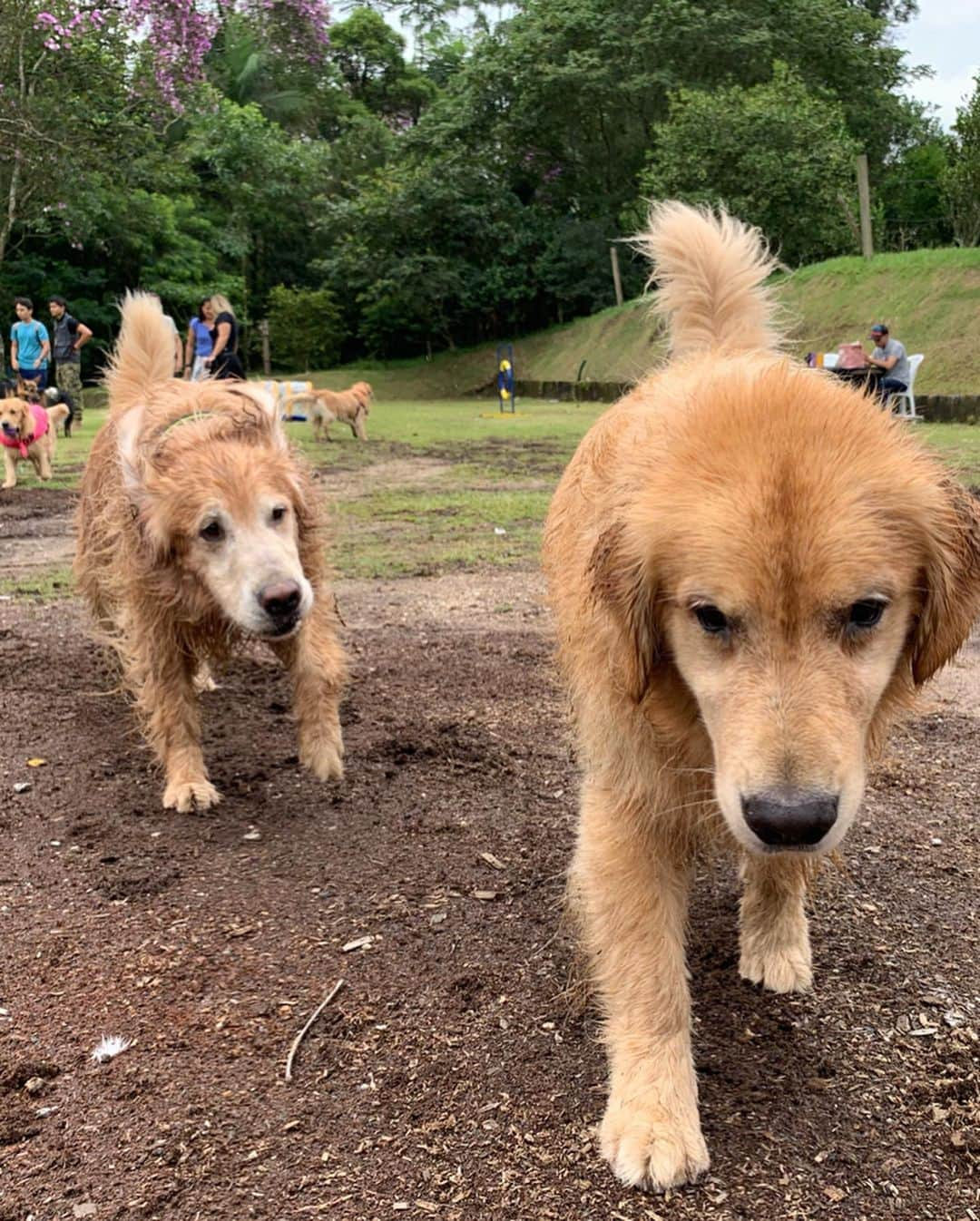 Bobさんのインスタグラム写真 - (BobInstagram)「E está chegando mais uma edição do Estancia Pet no @estancia.oficial  Dia 14/07! Garanta já  seu ingresso no site no Estância! Quem aí vai?! \o/🐾 . . #estanciapet #estanciaaltodaserra #eventopet #petfriendly #arraiau #arraiaupet #vejasp #saopaulo #dogs #dogsofinstagram #pets」7月9日 0時12分 - bob_marley_goldenretriever