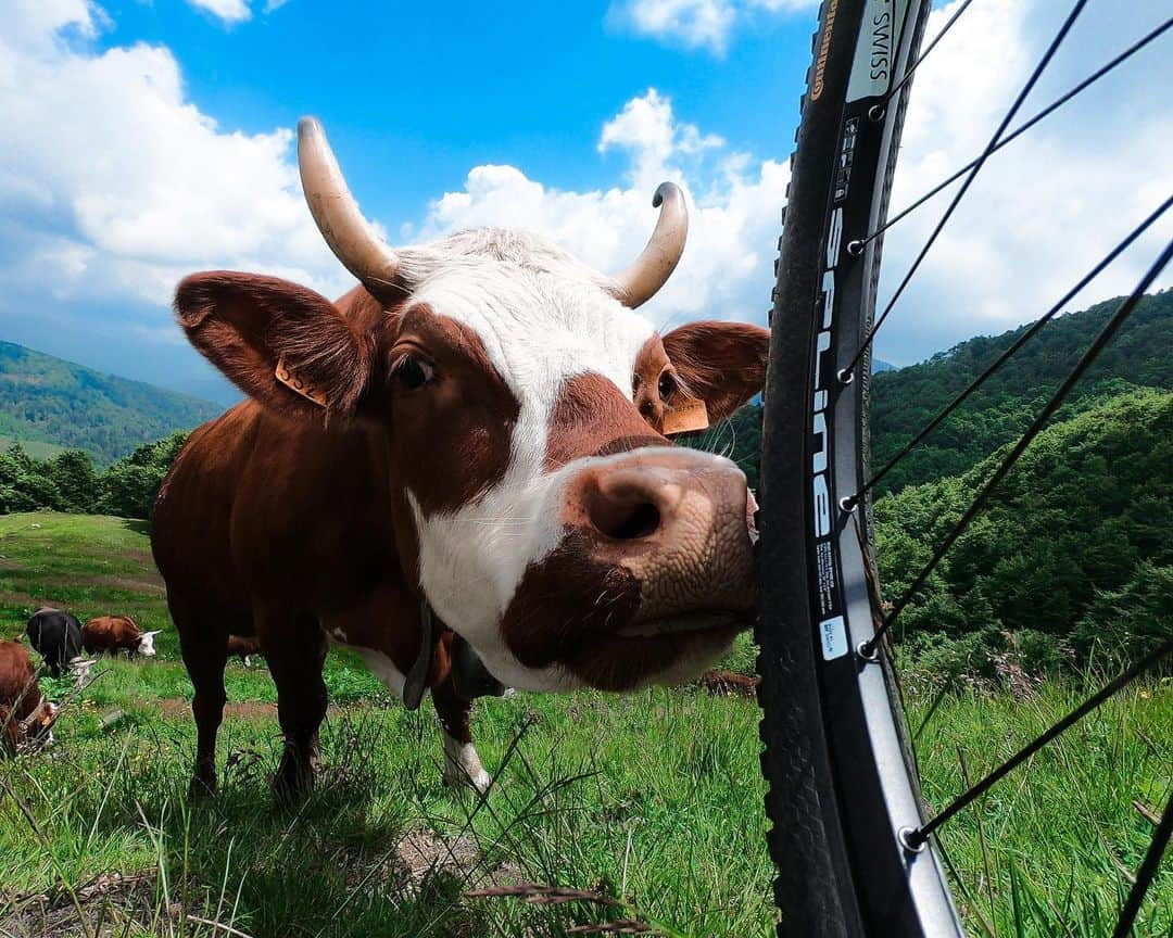 goproさんのインスタグラム写真 - (goproInstagram)「Photo of the Day: Mooondays. 📷 @simone_badone • • • @GoProIT #GoProIT #GoProTravel #TripOn #CowAppreciationDay #CowsAreCool」7月9日 0時13分 - gopro