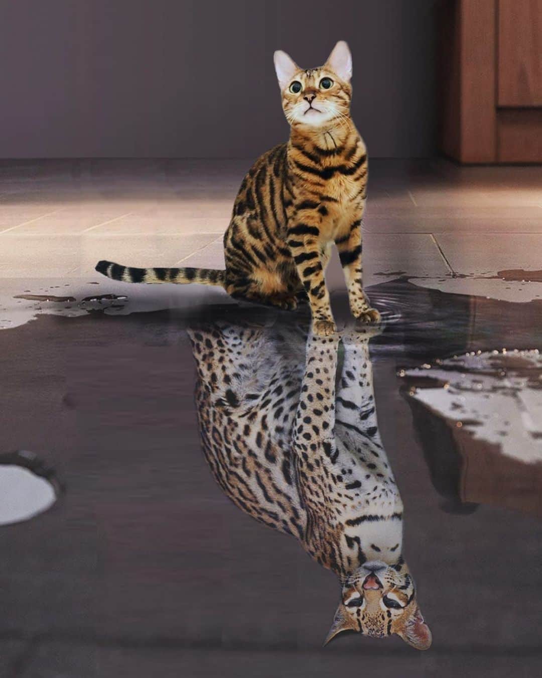 Celeb Bengal Cat · Simbaのインスタグラム：「Wild fearless Simba ha ha 😘 If you 💛🖤 my collage, Support my work on Patreon => click link in BIO . #funny #wild #animals #collegen #simba #cat #catsofinstagram #collage」