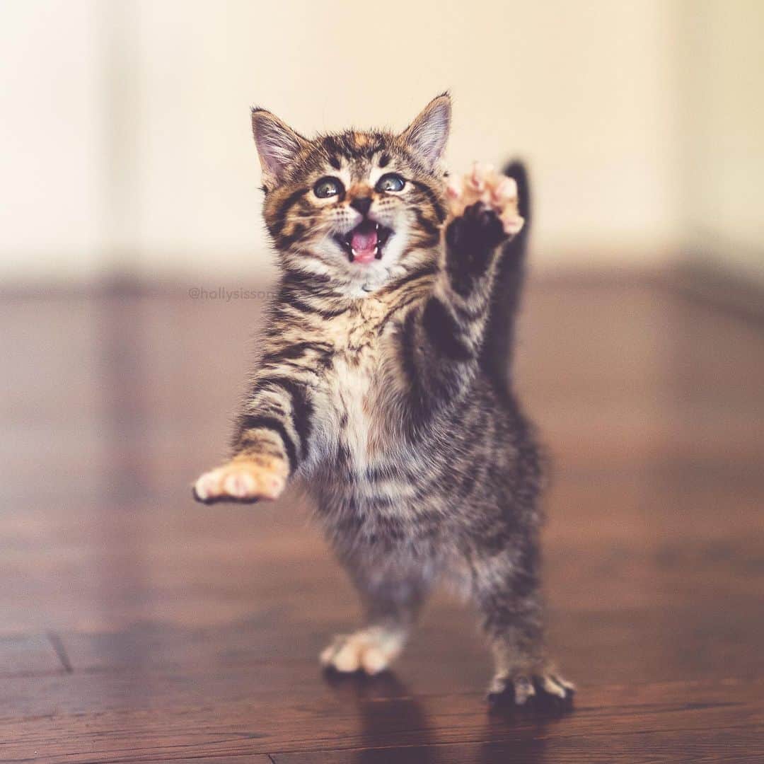 Holly Sissonのインスタグラム：「Don’t worry, Emma will swat Monday away for you 😹👍 #toronto #kitten #tabbykitty #mainecoon (See more of Emma on @pitterpatterfurryfeet) ~ Canon 1D X MkII + 85 f1.4L IS @ f1.4  See my bio for full camera equipment information plus info on how I process my images. 😊 ~ @bestmeow #bestmeow」