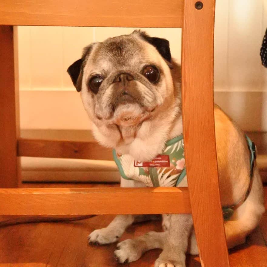 八兵衛のインスタグラム：「Hachibei under a chair🐒 * * 椅子の下で ひっそりするのが 好きなべえさん。 * * #お尻はみ出とるよ #underachair #ほぼ黒パグ #おじいちゃん犬 #パグ #pug #puggy #puglife #puglove #petstagram #pugstagram #pugsofinstagram #pugs #dog #ふわもこ部  @igersjp #IGersJP #east_dog_japan #pecoイヌ部 #八兵衛 #はちべえ #朝ワンコ夕ニャンコ」