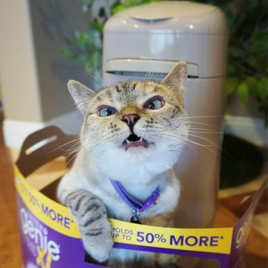 nala_catさんのインスタグラム写真 - (nala_catInstagram)「Amazing deal for Ibotta users - get $5 off the purchase of ANY Litter Genie Pail or $5 any Standard Refill. Save both and save an additional $1. It’s a great time to grab that Pail or stock up on Refills. Click the link in bio to get the offer⬆️」7月9日 0時37分 - nala_cat