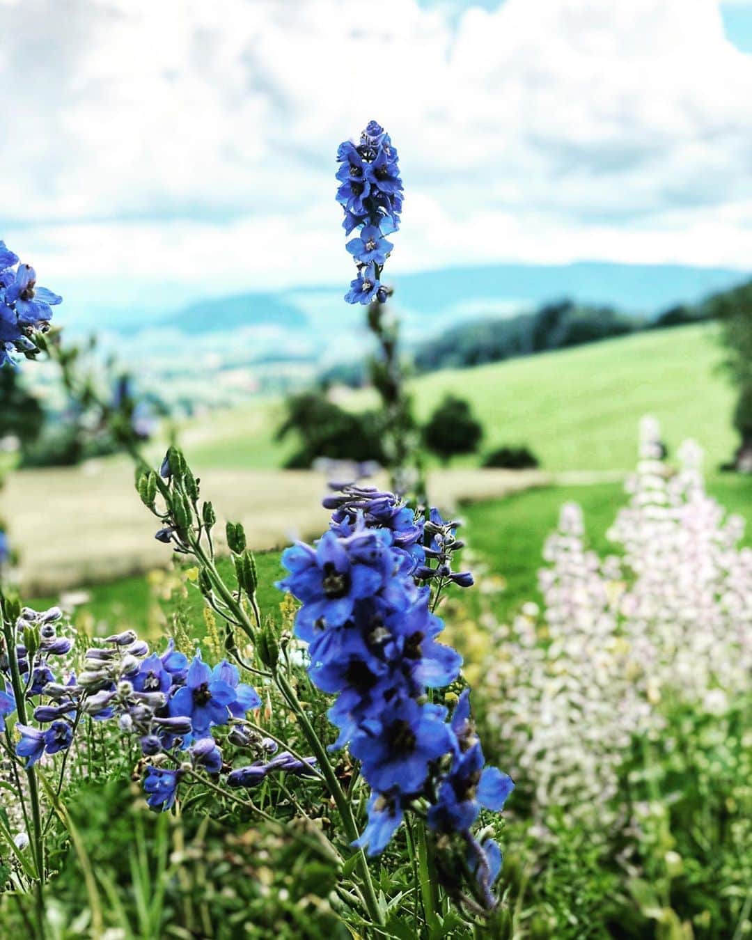 新倉瞳さんのインスタグラム写真 - (新倉瞳Instagram)「Beautiful concert location  チューリッヒ郊外、木の板だけのこじんまりとした野外ステージ。  美しい自然と夕暮れを眺めながらの演奏は、最高の贅沢なのでありました。‪ ・ ・ 地球と仲間に感謝🌏 ・ ・ ‬#zürich #atelierhinterrüti #openair #cheibebalagan #mountain #flower #nature #horgen」7月9日 0時59分 - hitominiikura