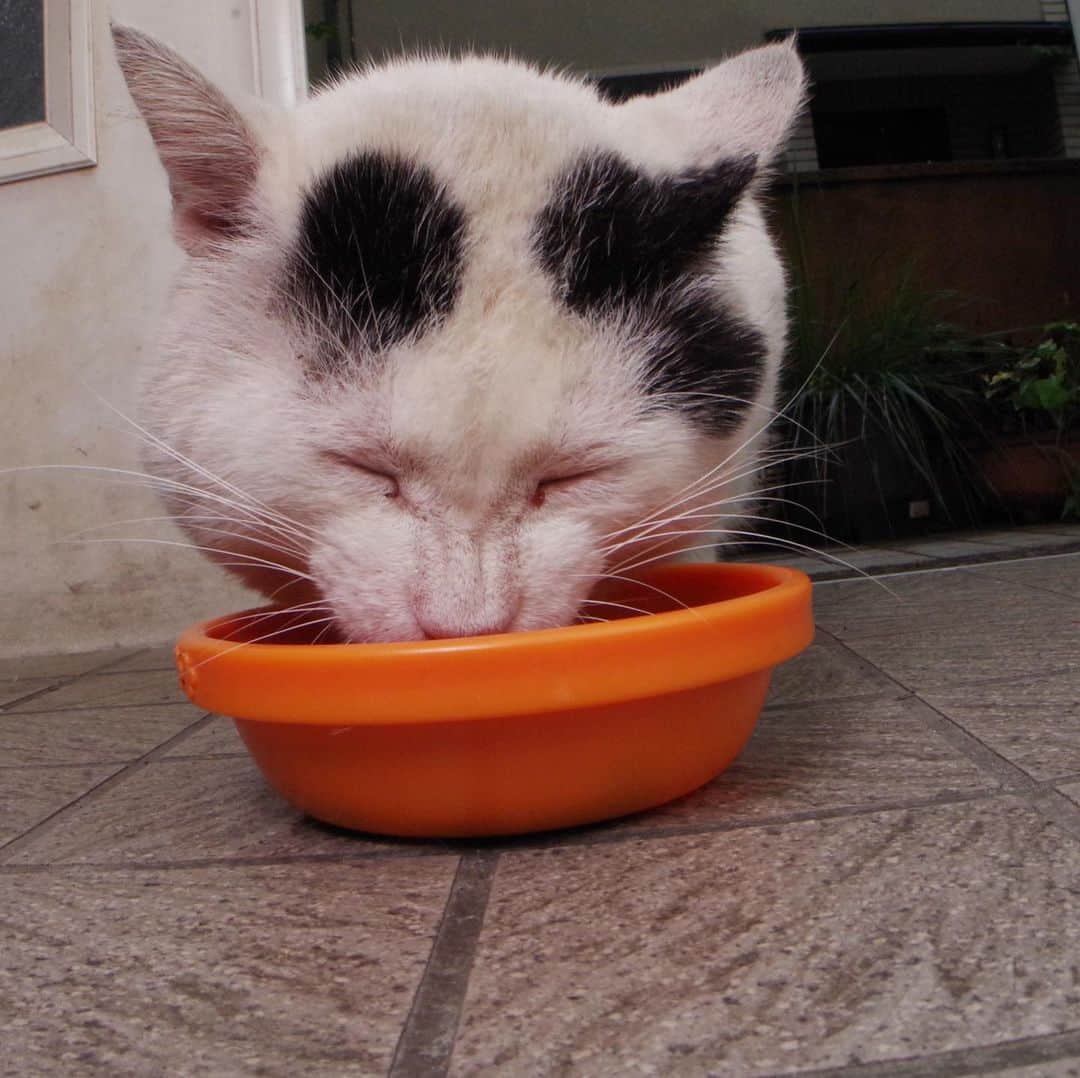 Kachimo Yoshimatsuさんのインスタグラム写真 - (Kachimo YoshimatsuInstagram)「カプカプ、カプカプ。 #uchinonekora #nanakuro #sotononekora #neko #cat #catstagram #kachimo #猫 #ねこ #うちの猫ら http://kachimo.exblog.jp」7月9日 1時03分 - kachimo