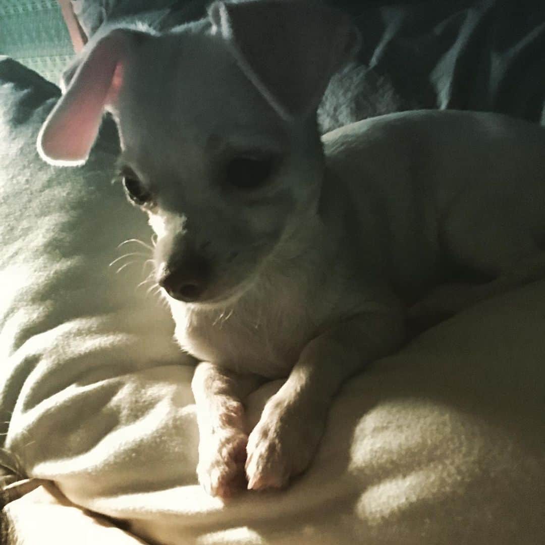マーガレット・チョーさんのインスタグラム写真 - (マーガレット・チョーInstagram)「Mood lighting #chihuahua #rescuedog #bestfriend #dogsofinstagram」7月9日 1時08分 - margaret_cho