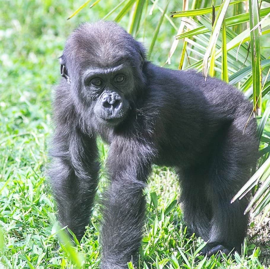 スミソニアン国立動物園のインスタグラム