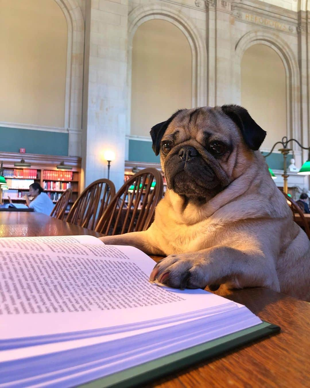 itsdougthepugさんのインスタグラム写真 - (itsdougthepugInstagram)「“Who else is procrastinating on their summer reading?” -Doug」7月9日 1時43分 - itsdougthepug