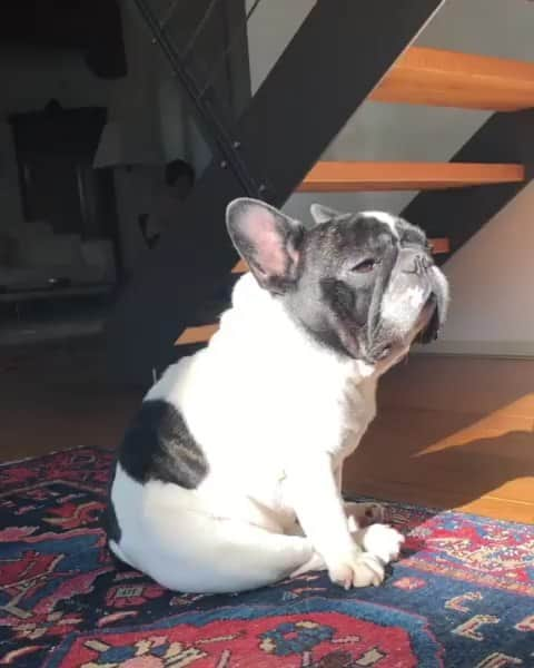 French Bulldogのインスタグラム