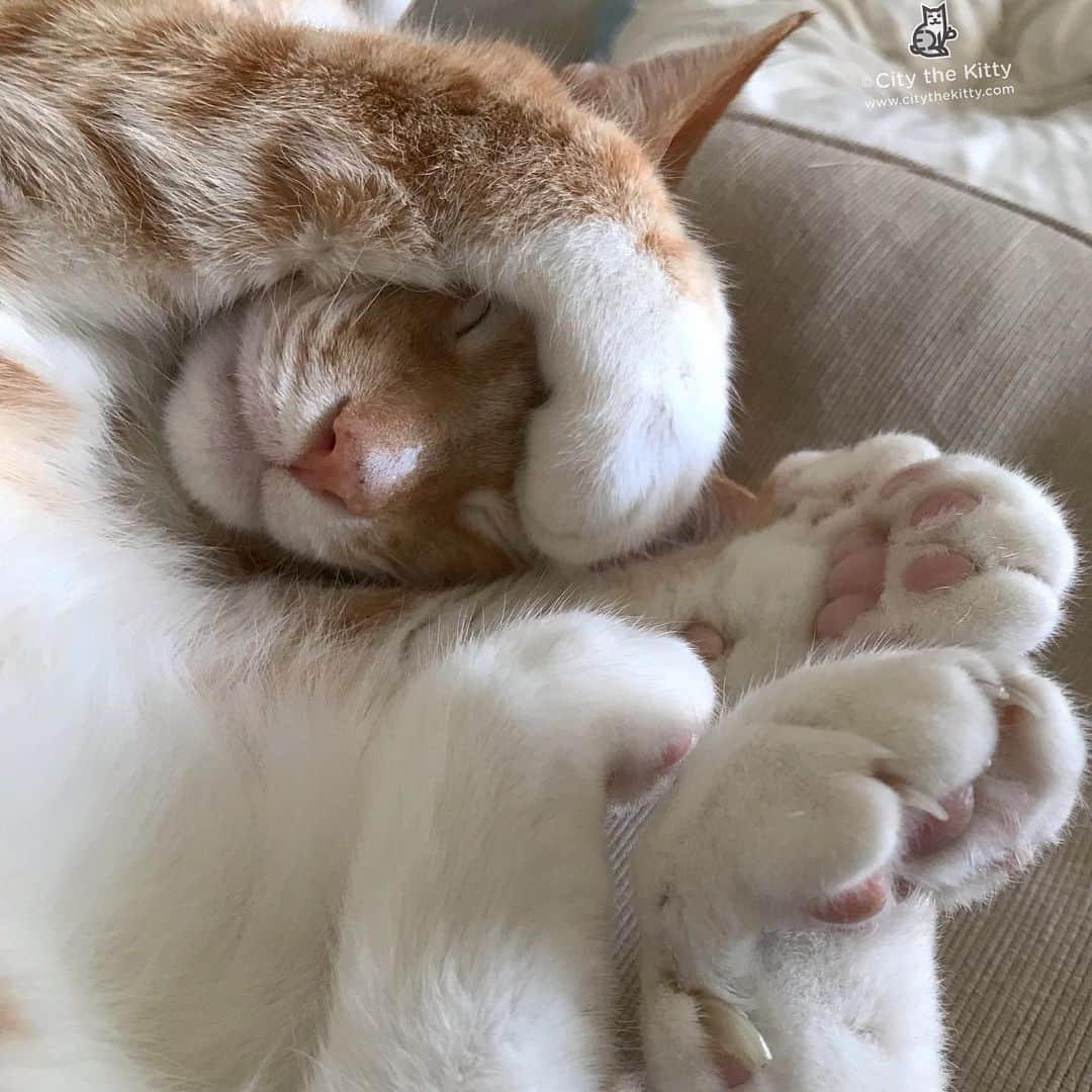 City the Kittyさんのインスタグラム写真 - (City the KittyInstagram)「My Monday mode.  #mondays #pawsneedclaws」7月9日 2時40分 - citythekitty