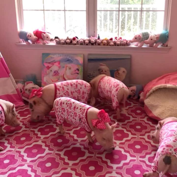 のインスタグラム：「ROOM CHECK! Mommy told us our room was a pig sty, so we spent the morning getting it all squeally clean before we got to go outside and play. I think she really wanted it clean to show off our new piggy pink rug that @ruggable sent us. Guys, the tops of these rugs come off. So once they get hoofprints on them from outside, you just throw it in the wash and SQUEAL...Good as new! We love rugs because they keep our hooves from sliding on the wood floor but have always had trouble keeping one cleaned. We love this concept so much, that we sweet oinked Ruggable into giving us a discount code for you guys. Click the link in our bio to shop and you will automatically save 15% (Code FUNPRISSY15 has already been applied). There are so many different colors and patterns to chose from and even a variety of sizes.  Mom is going to get one for the family room next. Happy Monday! (P.S. We aren’t making any money off of sales. We just wanted to share a great find with you).🐷💕🐽🎀#Pigtailthepug #PiggyPenn #PoseyandPink #PrissyandPop #Ruggable」