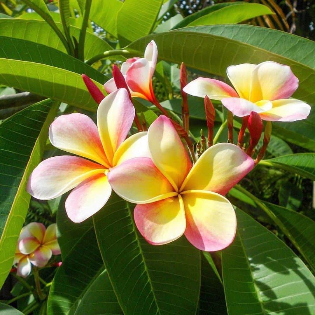 Lanikai Bath and Bodyさんのインスタグラム写真 - (Lanikai Bath and BodyInstagram)「Plumeria- one of our most popular tropical scents! #lanikaibathandbody #lanikaibathandbodyjapan #lanikaibeach #plumeria #kailuatownhi #lanikai  #hawaiianflowers #tropicalflowers #LBBtropicals」7月9日 3時24分 - lanikaibathandbody