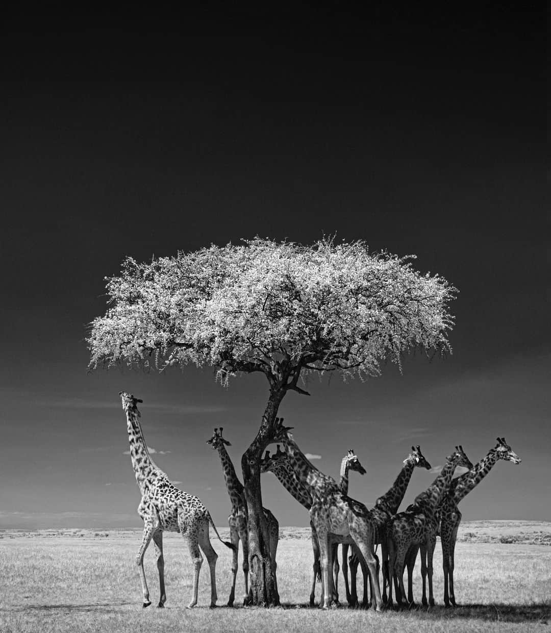 thephotosocietyさんのインスタグラム写真 - (thephotosocietyInstagram)「Photo by @kengeiger | A tower of giraffes seeks respite and a little snack from an acacia tree in the  Maasai Mara National reserve, Kenya. Shade trees are in short supply in the Maasai Mara, so it is not uncommon to find grougs of animals sheltering from the African sun. #maasaimara #giraffe #infrared #blackandwhitephotography. To explore more images of the #Africa follow @KenGeiger」7月9日 3時50分 - thephotosociety