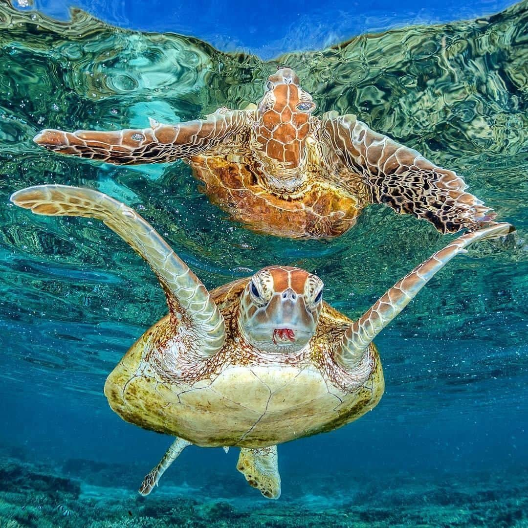 Australiaさんのインスタグラム写真 - (AustraliaInstagram)「We’re seeing double this #turtleTuesday. 🐢🐢 @jordan_robins spotted this guy and his body double near @queensland’s @heronisland, a hotspot for #turtles in the #GreatBarrierReef to nest and hang out. Book a ‘snorkelling boat tour’ through the island resort for the opportunity to swim with turtles and colourful coral fish in the @southerngreatbarrierreef, and join the resort’s complimentary ‘turtle walk’ to learn more about them and the @gbrmarinepark.  #seeaustralia #thisisqueensland #southerngreatbarrierreef #gladstoneregion #underwaterphotography」7月9日 4時00分 - australia