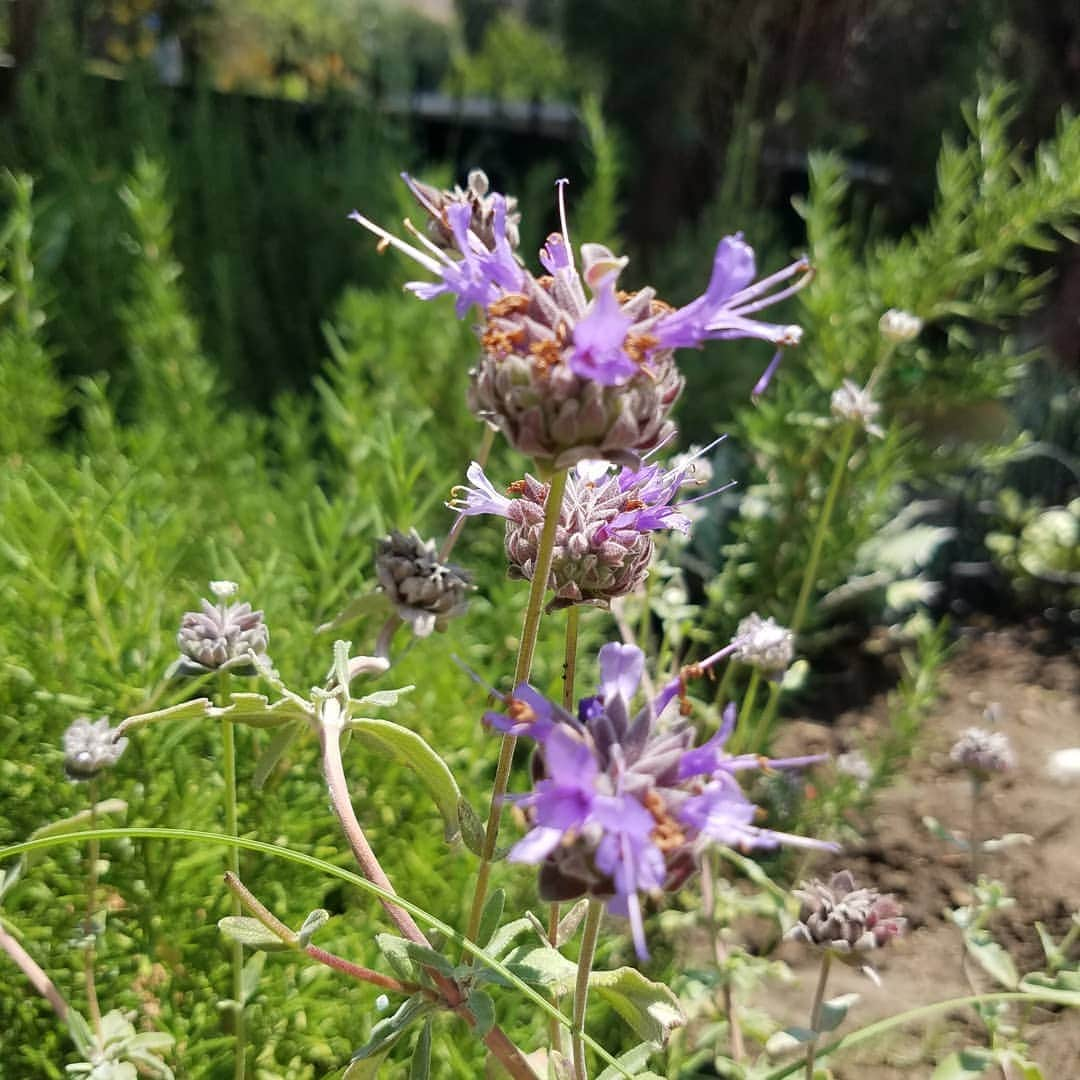 ガソリングラマーさんのインスタグラム写真 - (ガソリングラマーInstagram)「BEAUTIFUL PERIWINKLE SAGE SMELLS SO GOOD!! #GASOLINEGARDEN #ILOVEGARDENS #GARDENSRULE #GARDENCHURCH #GARDENPARTY #GARDENMAGIC #AVANTGARDEN #vegetables #GARDENGANGSTER #garden #gardenlife #GARDENER #gardentime #GARDENING #FLOWERS #plants #FLOWER #CACTUS #VEGETABLEGARDEN #SUCCULENTS @gasolineglamour  #GASOLINEGLAMOUR #AYEARINFLOWERS  #CLEVELANDSAGE #BLUESAGE #shadowhills  #THANKYOU @nicksnursery #nicksnursery  Salvia clevelandii, the fragrant sage, blue sage, Jim sage and Cleveland sage, is a perennial plant that is native to Southern California and northern Baja California, growing below 900 m elevation in California coastal sage and chaparral habitat.  Scientific name: Salvia clevelandii  Rank: Species  Higher classification: SAGE」7月9日 4時28分 - gasolineglamour