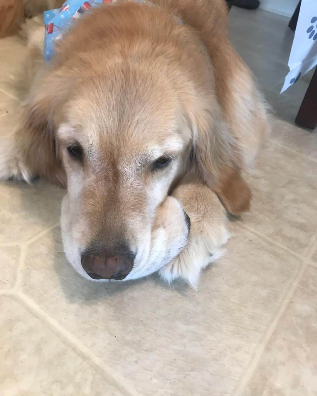 モヒートさんのインスタグラム写真 - (モヒートInstagram)「I’m going back to work with daddy to have my paw looked at some more. I’m still in a lot of pain and not using it at all. ------------------------------- #goldensofig #goldenretriever  #goldenretrieversofinstagram #betterwithpets #dogsofig  #dogsofinstagram #fluffypack #gloriousgoldens #welovegoldens #ilovemydog #goldenlife #bestwoof #ProPlanDog #ilovegolden_retrievers #mydogiscutest #retrieversgram #dogsofcle」7月9日 4時34分 - mojito_rose_family