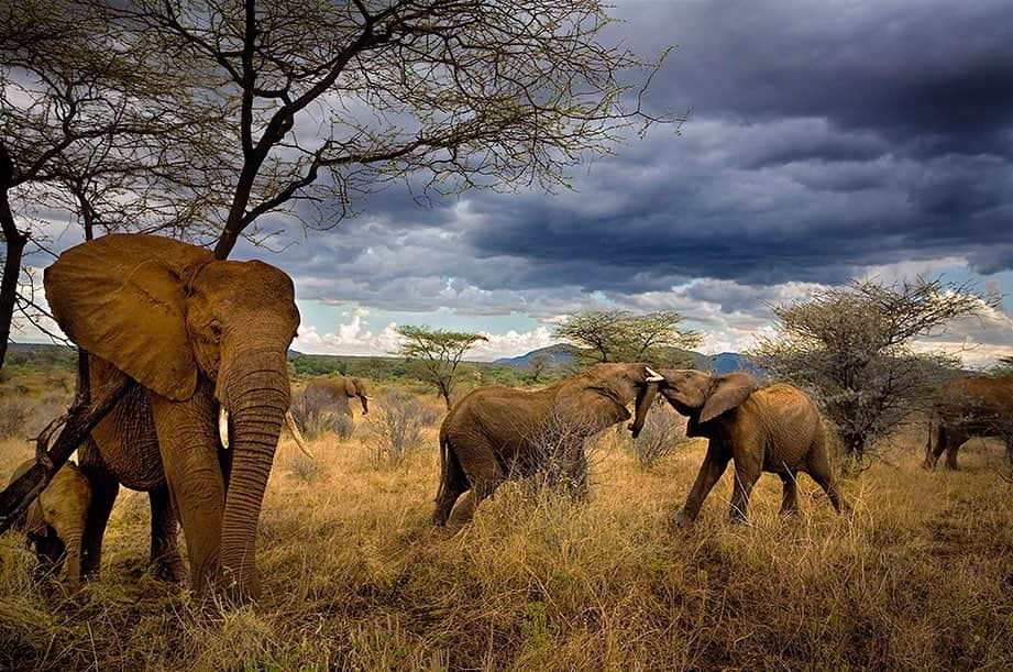 National Geographic Creativeさんのインスタグラム写真 - (National Geographic CreativeInstagram)「Photo by @michaelnicknichols | Adolescent African elephants tussle playfully in Samburu National Reserve, Kenya. #Elephants #Wildlife #Kenya」7月9日 4時43分 - natgeointhefield