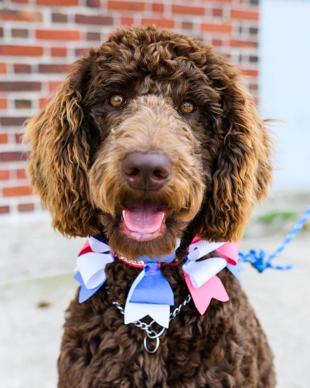 The Dogistさんのインスタグラム写真 - (The DogistInstagram)「Zephyr, Standard Poodle (10 m/o), Water Street, Woods Hole, MA • “He loves soccer. He’s good at headers.”」7月9日 4時37分 - thedogist