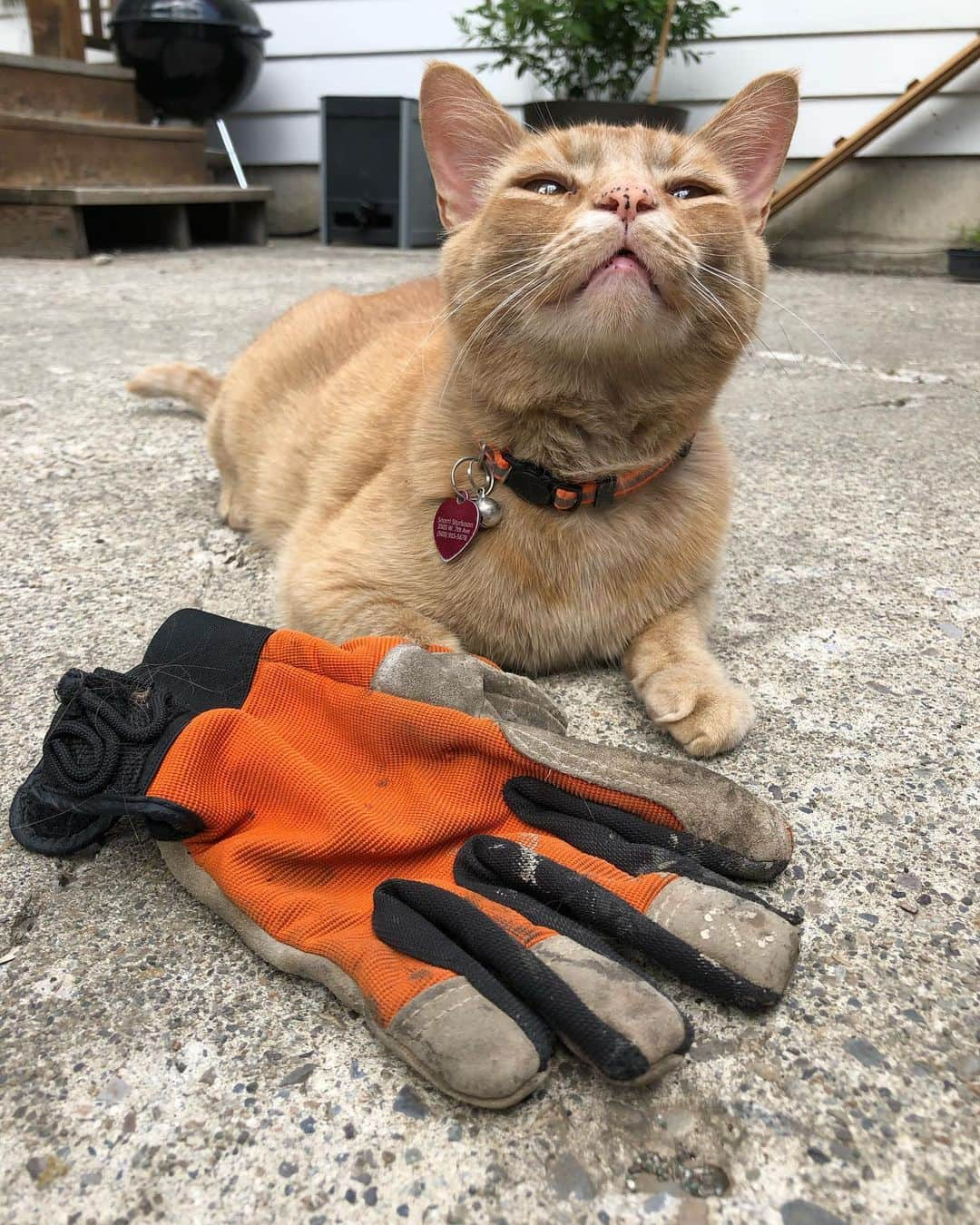 Snorri Sturlusonさんのインスタグラム写真 - (Snorri SturlusonInstagram)「STOLEN: orange work glove. Night of 7/7. No owner found, as of yet. #snorrithecat #catburglar #kleptokitty #spokanedoesntsuck #spokanegram」7月9日 4時46分 - snorrithecat