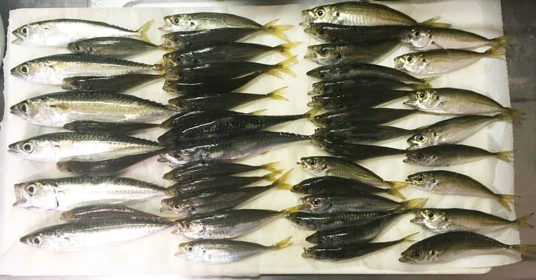 町田星児さんのインスタグラム写真 - (町田星児Instagram)「自分で釣った魚を自分でさばいて調理した料理は、誰かに作ってもらった魚料理の7倍ぐらい美味しいことを知って欲しい。「美味しさ」とは脳で感じるもの。舌だけが脳と繋がってる訳じゃない。」7月9日 5時04分 - machidaseiji