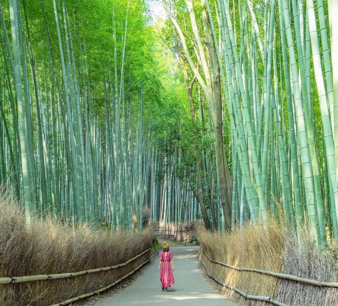 詩歩さんのインスタグラム写真 - (詩歩Instagram)「⛩﻿ ﻿ 京都に移住してきて2週間目。﻿ 2 weeks have passed since I moved to Kyoto.﻿ ﻿ Visited Arashiyama bamboo grove yesterday. Here’s one of the highlight of Kyoto, a narrow alley of Japanese bamboo. Many tourist come here to take photos. I arrived there early morning around 7am, but there were already some tourists there! Better to visit in before 8am.﻿ ﻿ ﻿ まだ新居が落ち着かない今日この頃ですが、﻿ やっと地図を見なくて歩けるようになり、﻿ 地元の方にもたくさんお会いできて、﻿ 祇園祭の雰囲気も毎日感じてこれて、﻿ 徐々に京都感を感じて来られています。﻿ ﻿ 昨日はカメラを持って早朝の嵐山へ！﻿ ちゅんちゅん小鳥のさえずりを聞きながら、朝の竹林を散歩するのは気分が良かったな〜﻿ 早起きは三文の徳というやつですね✌﻿ ﻿ （蚊がたくさんだったけどね😇笑）﻿ ﻿ ﻿ 今度は浴衣着て着たいな👘✨﻿ ﻿ ﻿ 📍竹林の小径／京都 嵐山﻿ 📍Arashiyama bamboo grove／Kyoto Japan﻿ ﻿﻿﻿﻿ ﻿﻿﻿﻿ ©詩歩/Shiho」7月9日 14時40分 - shiho_zekkei