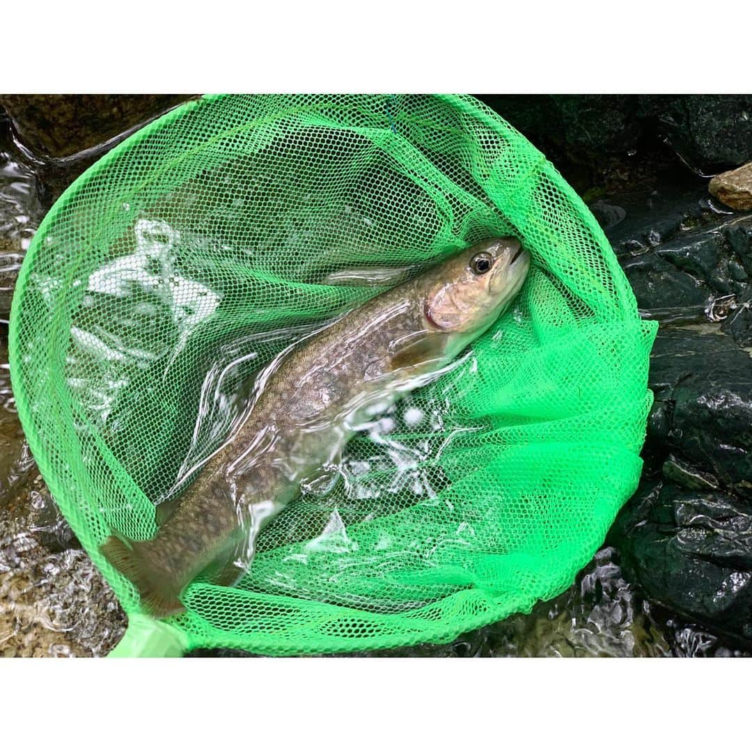 加藤超也さんのインスタグラム写真 - (加藤超也Instagram)「天然岩魚🎣 水が綺麗だと魚も美しい。 キャッチ&リリース  #釣り #キャンプ」7月9日 15時16分 - cuore_kato