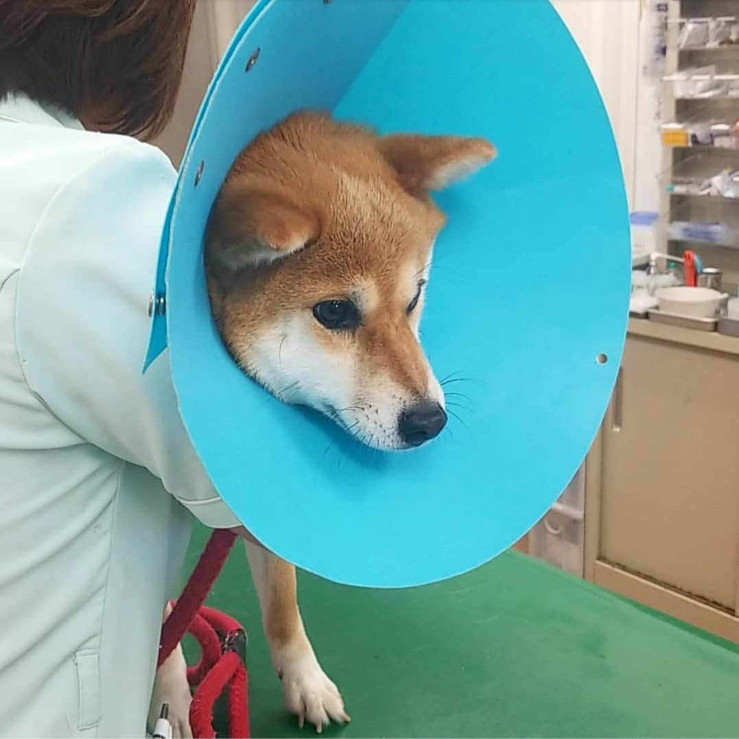 柴犬たま Shibainu Tamaのインスタグラム