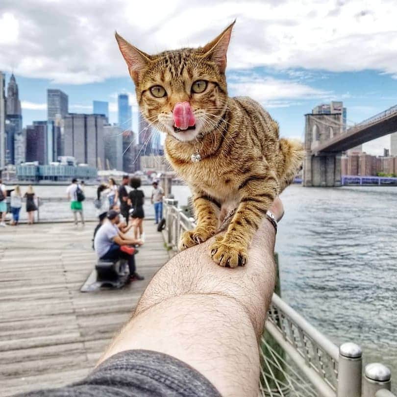 のインスタグラム：「Happy Tuesday everyone 👅 📷@mau_bengalicious @pickles.and.maya @serinaandothers @pjoes_ @charlie_mollybirma @wade_the_cat_wilson @asmrcatgt @punkodisco @nha.cua.tom @taccobellathecats  Tag #meowedtongueout to get a chance to be featured  #meowed #meowedtongueout #meowedTOT #TOT #👅 #bengal #tabby #ragdoll #tuxedocat #sleepycat #blep #mlem」